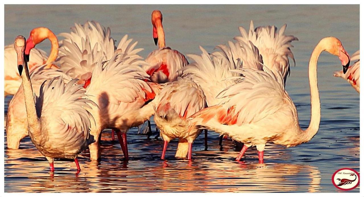 Camera Graziosa Albinia Dış mekan fotoğraf